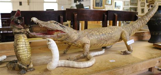 Taxidermic crocodile & snake & lamp